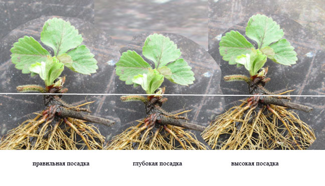 посадка клубники, правильная посадка клубники, саженцы клубники, купить саженцы клубники